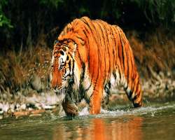 The park is well known as the largest reserves for the Bengal tigers The park is well known as the largest reserves for the Bengal tigers.